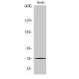 Western blot - SH-PTP2 Polyclonal Antibody from Signalway Antibody (41432) - Antibodies.com