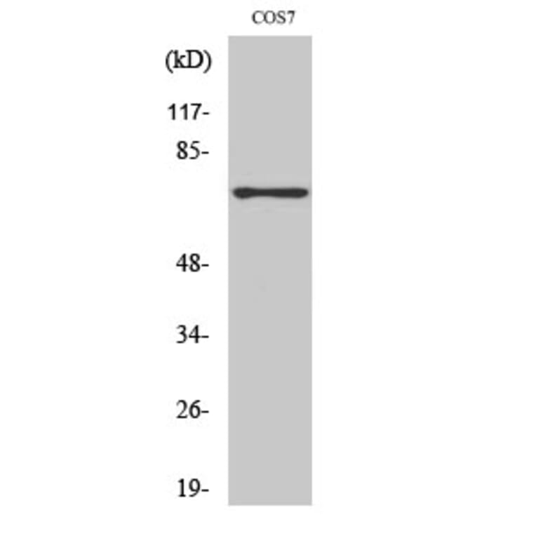 Western blot - SH-PTP2 Polyclonal Antibody from Signalway Antibody (41433) - Antibodies.com