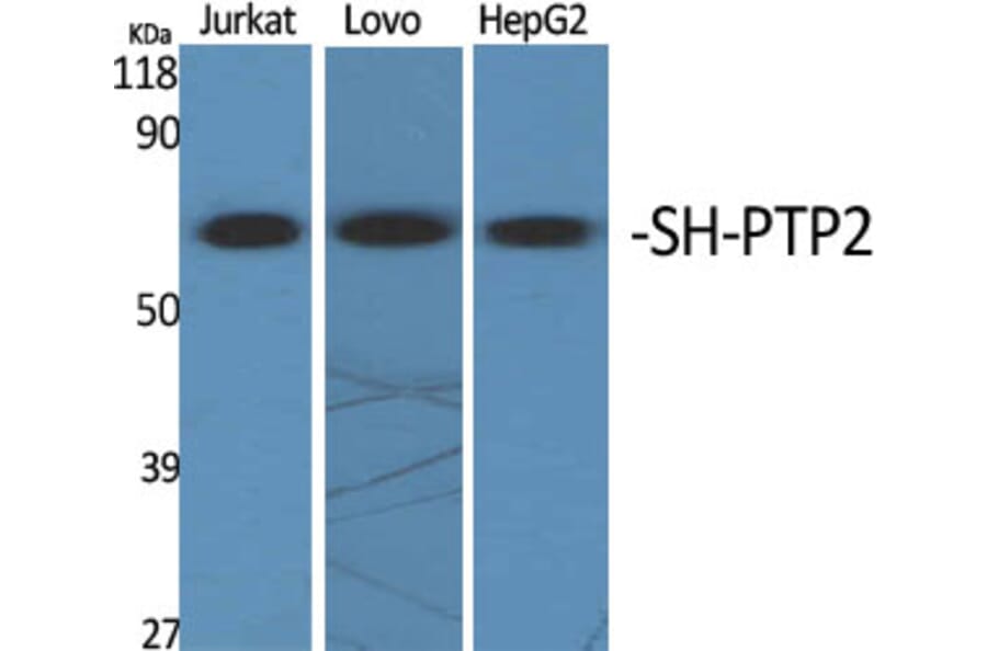 Western blot - SH-PTP2 Polyclonal Antibody from Signalway Antibody (41433) - Antibodies.com