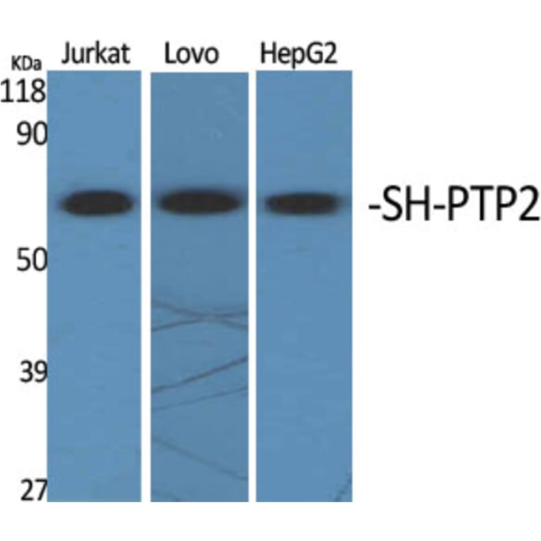 Western blot - SH-PTP2 Polyclonal Antibody from Signalway Antibody (41433) - Antibodies.com