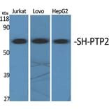 Western blot - SH-PTP2 Polyclonal Antibody from Signalway Antibody (41433) - Antibodies.com