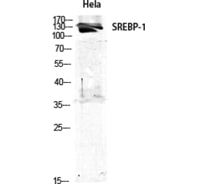 Western blot - SREBP-1 Polyclonal Antibody from Signalway Antibody (41458) - Antibodies.com