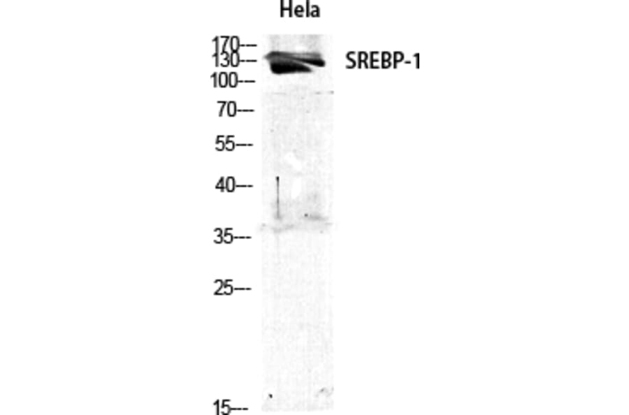 Western blot - SREBP-1 Polyclonal Antibody from Signalway Antibody (41458) - Antibodies.com
