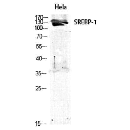 Western blot - SREBP-1 Polyclonal Antibody from Signalway Antibody (41458) - Antibodies.com