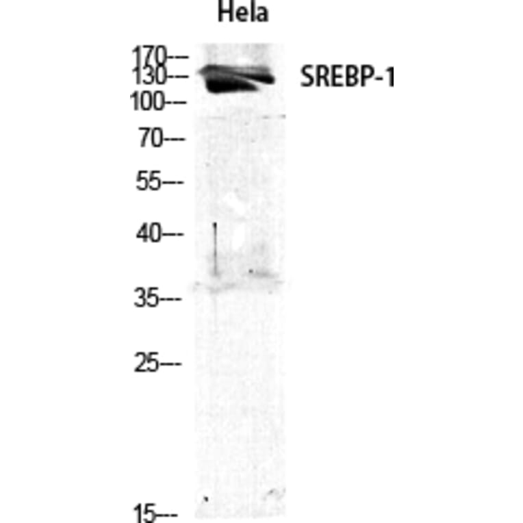 Western blot - SREBP-1 Polyclonal Antibody from Signalway Antibody (41458) - Antibodies.com