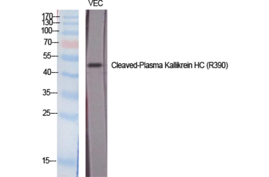 Western blot - Cleaved-Plasma Kallikrein HC (R390) Polyclonal Antibody from Signalway Antibody - Antibodies.com