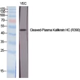 Western blot - Cleaved-Plasma Kallikrein HC (R390) Polyclonal Antibody from Signalway Antibody - Antibodies.com