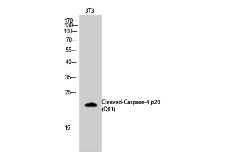 Western blot - Cleaved-Caspase-4 p20 (Q81) Polyclonal Antibody from Signalway Antibody (40508) - Antibodies.com