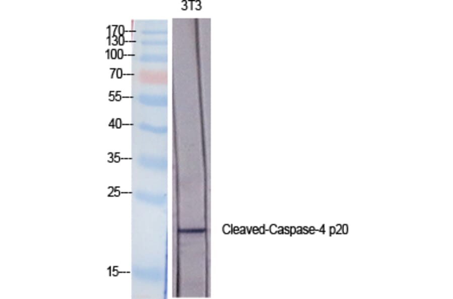 Western blot - Cleaved-Caspase-4 p20 (Q81) Polyclonal Antibody from Signalway Antibody (40508) - Antibodies.com
