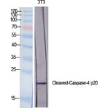 Western blot - Cleaved-Caspase-4 p20 (Q81) Polyclonal Antibody from Signalway Antibody (40508) - Antibodies.com