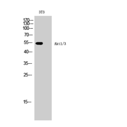 Western blot - Akt1/3 Polyclonal Antibody from Signalway Antibody (40577) - Antibodies.com
