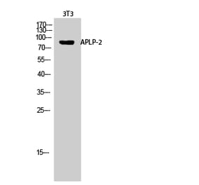 Western blot - APLP-2 Polyclonal Antibody from Signalway Antibody (40603) - Antibodies.com