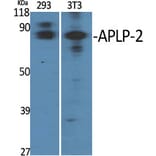 Western blot - APLP-2 Polyclonal Antibody from Signalway Antibody (40603) - Antibodies.com