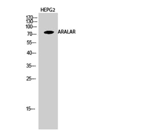 Western blot - ARALAR Polyclonal Antibody from Signalway Antibody (40611) - Antibodies.com