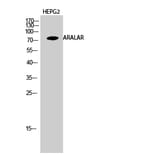 Western blot - ARALAR Polyclonal Antibody from Signalway Antibody (40611) - Antibodies.com