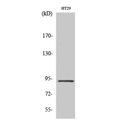 Western blot - CAGE-1 Polyclonal Antibody from Signalway Antibody (40667) - Antibodies.com