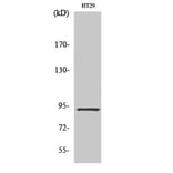 Western blot - CAGE-1 Polyclonal Antibody from Signalway Antibody (40667) - Antibodies.com