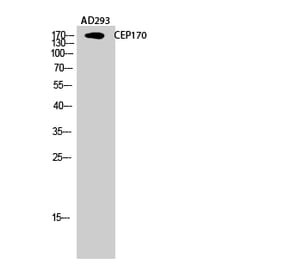 Western blot - CEP170 Polyclonal Antibody from Signalway Antibody (40727) - Antibodies.com