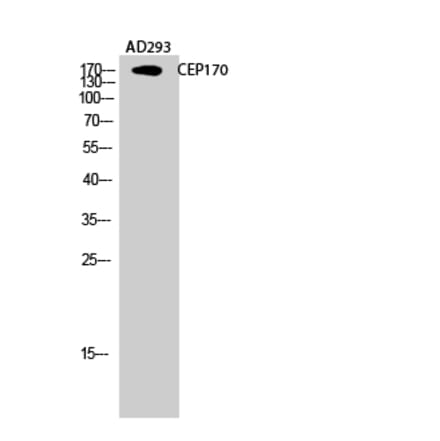 Western blot - CEP170 Polyclonal Antibody from Signalway Antibody (40727) - Antibodies.com