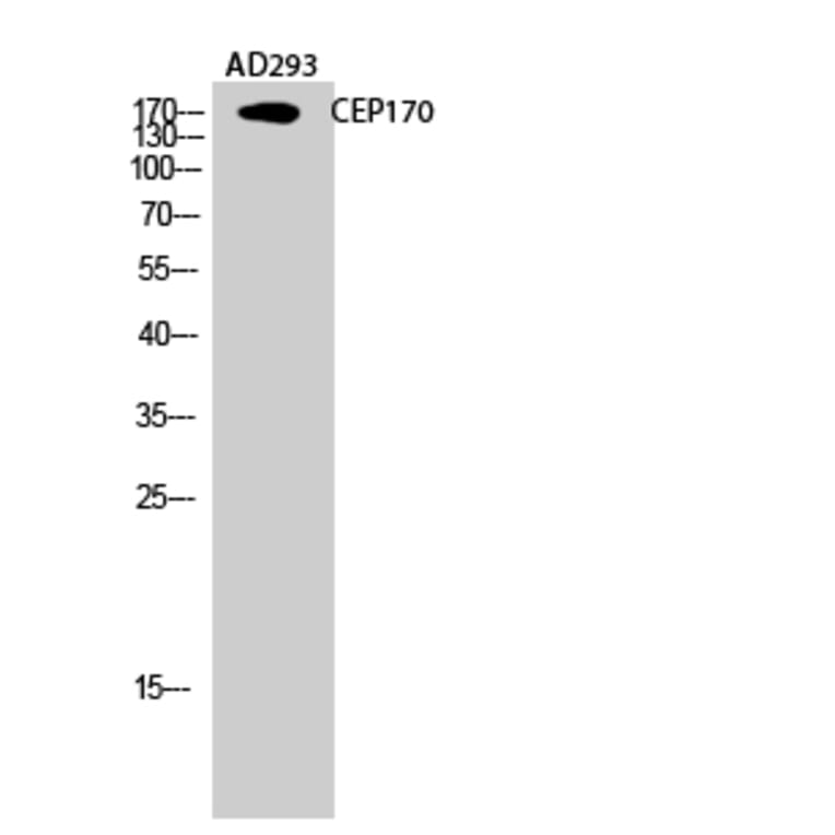 Western blot - CEP170 Polyclonal Antibody from Signalway Antibody (40727) - Antibodies.com