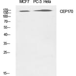 Western blot - CEP170 Polyclonal Antibody from Signalway Antibody (40727) - Antibodies.com