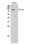 Western blot - CPTI-M Polyclonal Antibody from Signalway Antibody (40782) - Antibodies.com