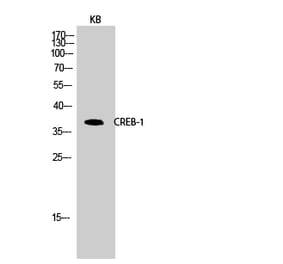 Western blot - CREB-1 Polyclonal Antibody from Signalway Antibody (40783) - Antibodies.com