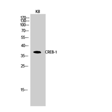 Western blot - CREB-1 Polyclonal Antibody from Signalway Antibody (40783) - Antibodies.com