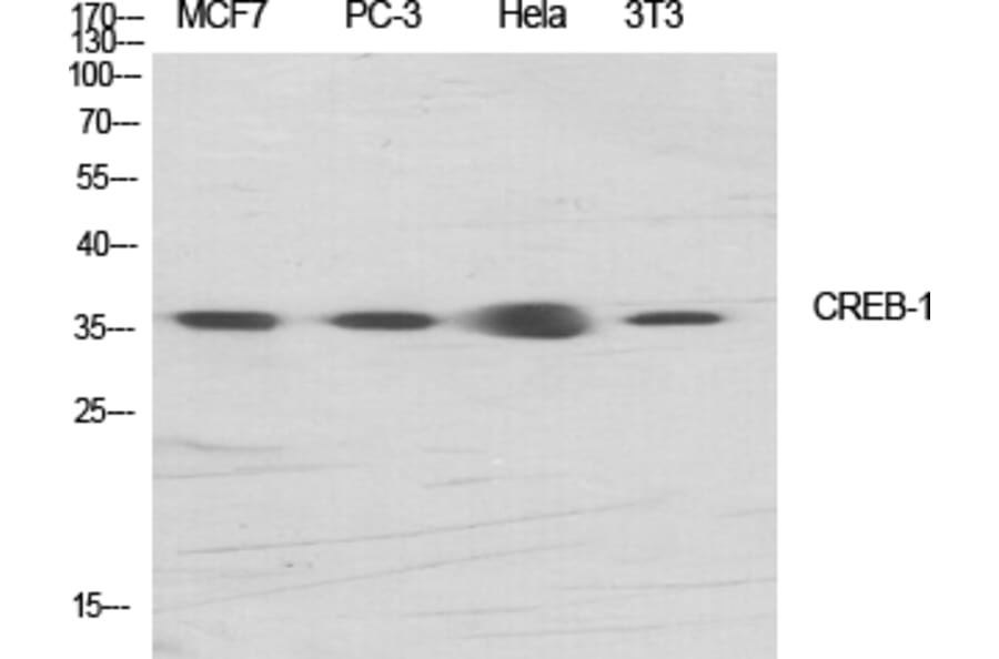Western blot - CREB-1 Polyclonal Antibody from Signalway Antibody (40783) - Antibodies.com