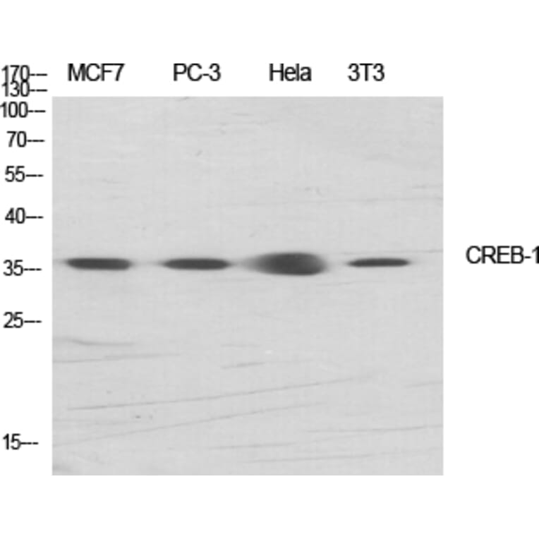 Western blot - CREB-1 Polyclonal Antibody from Signalway Antibody (40783) - Antibodies.com