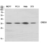 Western blot - CREB-1 Polyclonal Antibody from Signalway Antibody (40783) - Antibodies.com