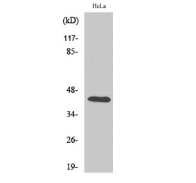 Western blot - CREB-1 Polyclonal Antibody from Signalway Antibody (40784) - Antibodies.com