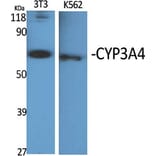 Western blot - CYP3A4 Polyclonal Antibody from Signalway Antibody (40817) - Antibodies.com