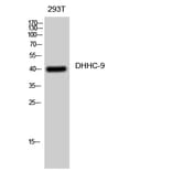 Western blot - DHHC-9 Polyclonal Antibody from Signalway Antibody (40841) - Antibodies.com