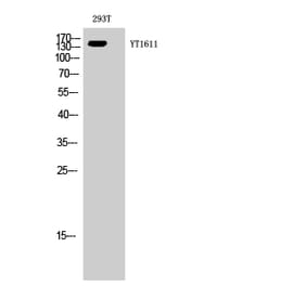 Western blot - ErbB-3 Polyclonal Antibody from Signalway Antibody (40898) - Antibodies.com
