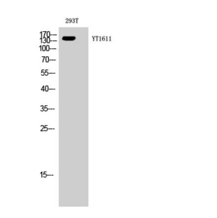 Western blot - ErbB-3 Polyclonal Antibody from Signalway Antibody (40898) - Antibodies.com