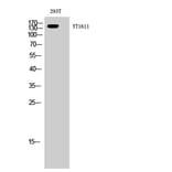 Western blot - ErbB-3 Polyclonal Antibody from Signalway Antibody (40898) - Antibodies.com