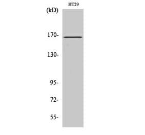 Western blot - FANCD2 Polyclonal Antibody from Signalway Antibody (40920) - Antibodies.com