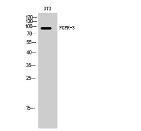 Western blot - FGFR-3 Polyclonal Antibody from Signalway Antibody (40925) - Antibodies.com