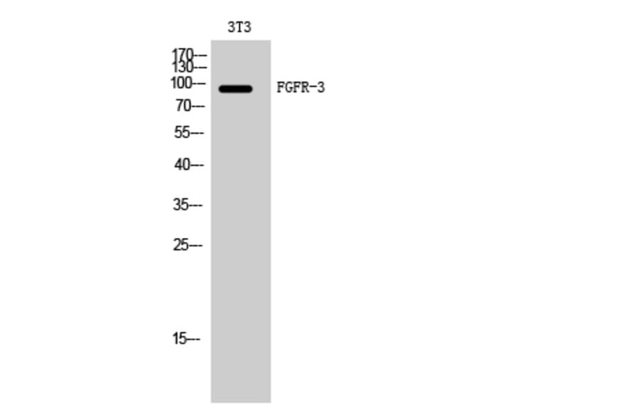 Western blot - FGFR-3 Polyclonal Antibody from Signalway Antibody (40925) - Antibodies.com