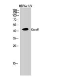 Western blot - Gα olf Polyclonal Antibody from Signalway Antibody (40991) - Antibodies.com