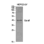 Western blot - Gα olf Polyclonal Antibody from Signalway Antibody (40991) - Antibodies.com