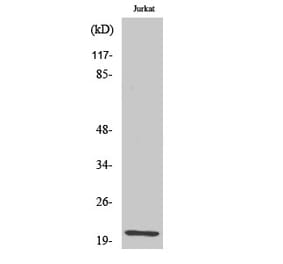 Western blot - HEN1/2 Polyclonal Antibody from Signalway Antibody (41002) - Antibodies.com