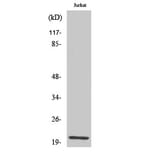 Western blot - HEN1/2 Polyclonal Antibody from Signalway Antibody (41002) - Antibodies.com