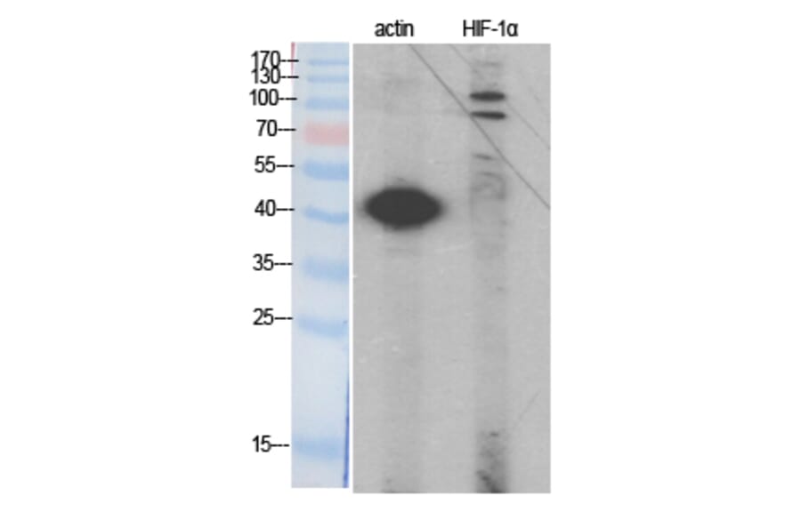 Western blot - HIF-1α Polyclonal Antibody from Signalway Antibody (41005) - Antibodies.com