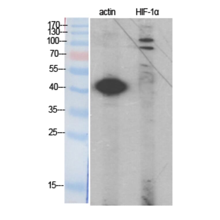 Western blot - HIF-1α Polyclonal Antibody from Signalway Antibody (41005) - Antibodies.com