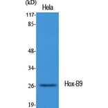 Western blot - Hox-B9 Polyclonal Antibody from Signalway Antibody (41031) - Antibodies.com