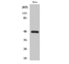 Western blot - KIR2.1 Polyclonal Antibody from Signalway Antibody (41093) - Antibodies.com