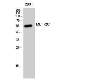 Western blot - MEF-2C Polyclonal Antibody from Signalway Antibody (41131) - Antibodies.com