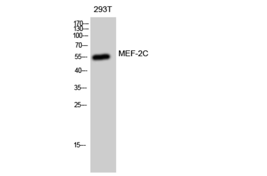 Western blot - MEF-2C Polyclonal Antibody from Signalway Antibody (41131) - Antibodies.com